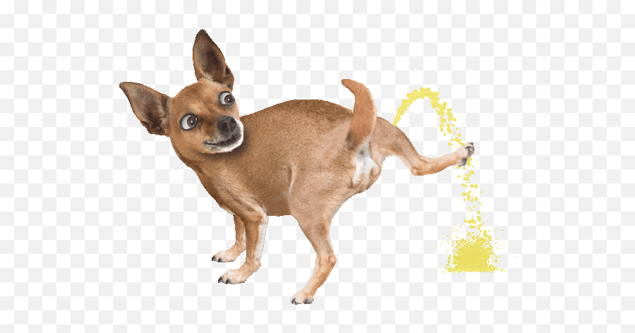 Top Bongo Cat 3 Stickers For Android U0026 Ios Gfycat - Background Cute Dog Gif Emoji,Bongo Cat Emoji