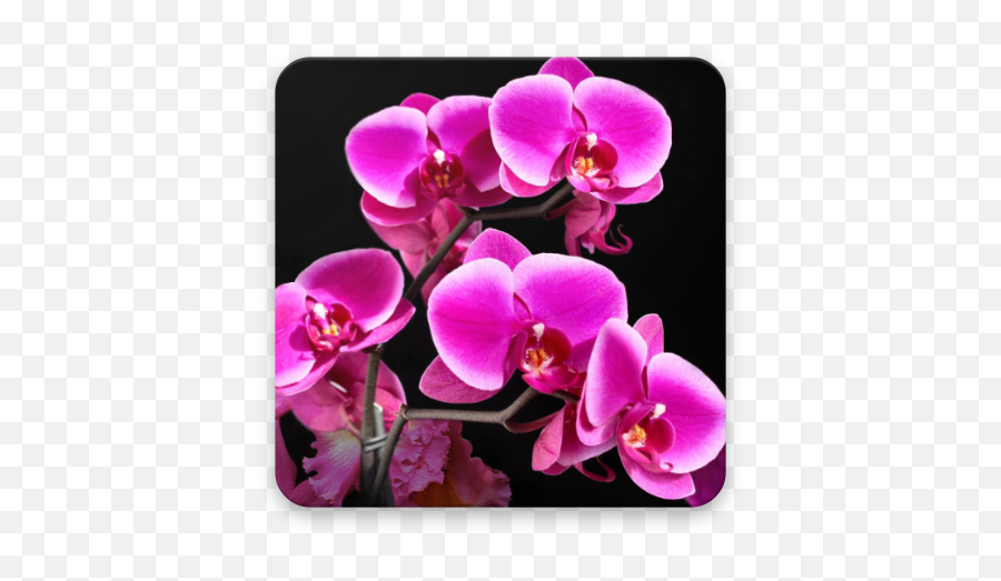 2021 Orchid Wallpaper Hd App Download For Pc Android - Hinh Nn Hoa Lan Emoji,Orchid Emoji