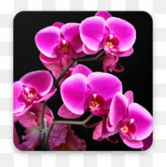 2021 Orchid Wallpaper Hd App Download For Pc Android - Hinh Nn Hoa Lan Emoji,Orchid Emoji