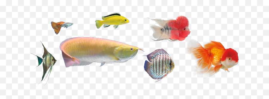 Of Magna Epsom Salt - Yi Hu Fish Farm Trading Emoji,Arowana Fish Emotion