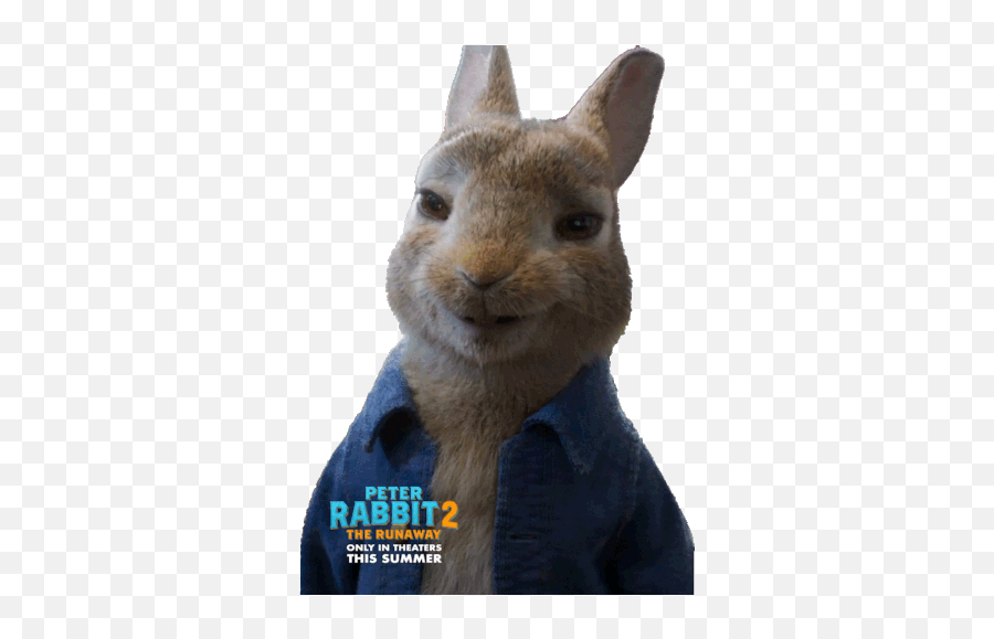 Smile Peter Rabbit Sticker - Smile Peter Rabbit Peter Emoji,Runaway Bride Emoticon Gif