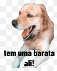 Fred - Photo Caption Emoji,Doggo Emoji