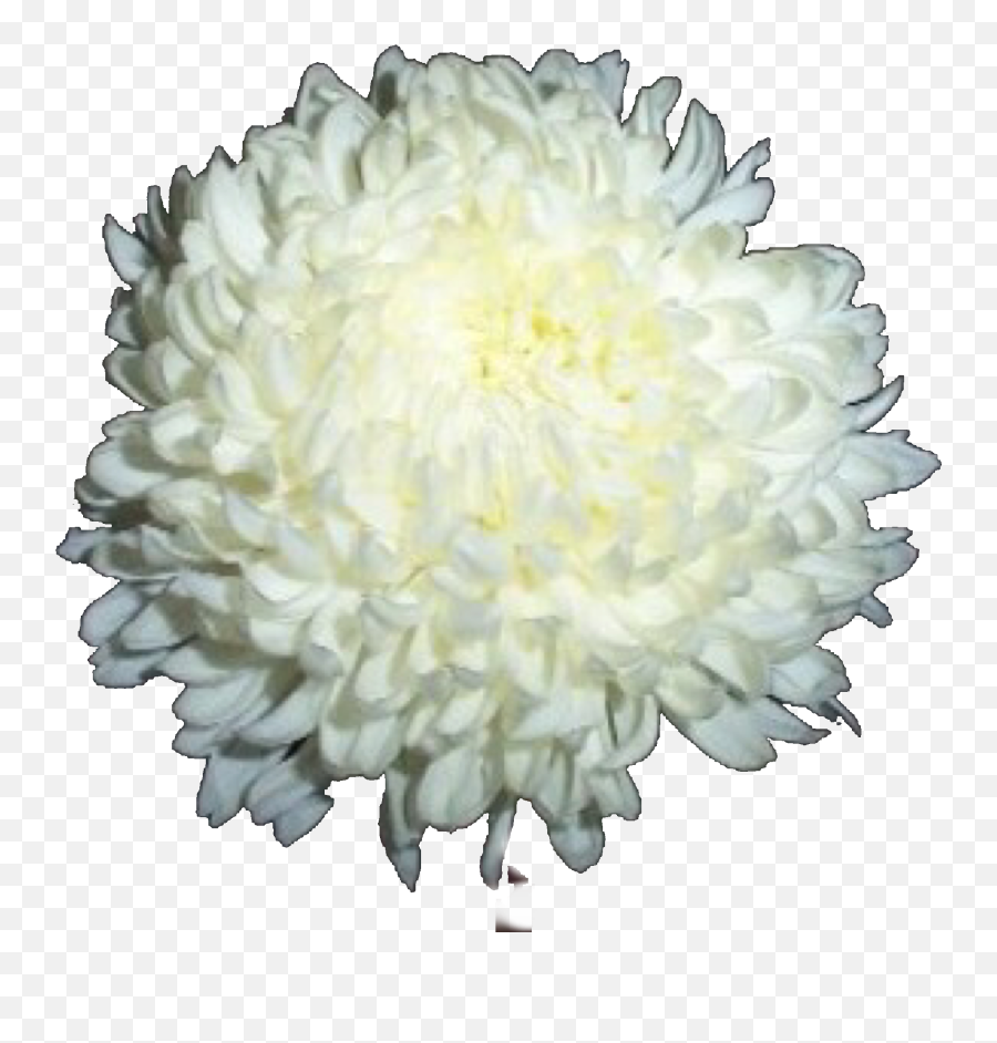 Chrysanthemum Sticker - White China Mums Emoji,Chrysanthemum Emoji