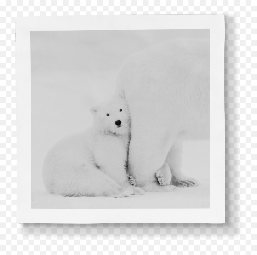 Haviland Arctic Emotion - Polar Bear Emoji,Ice Bear Showing Emotion