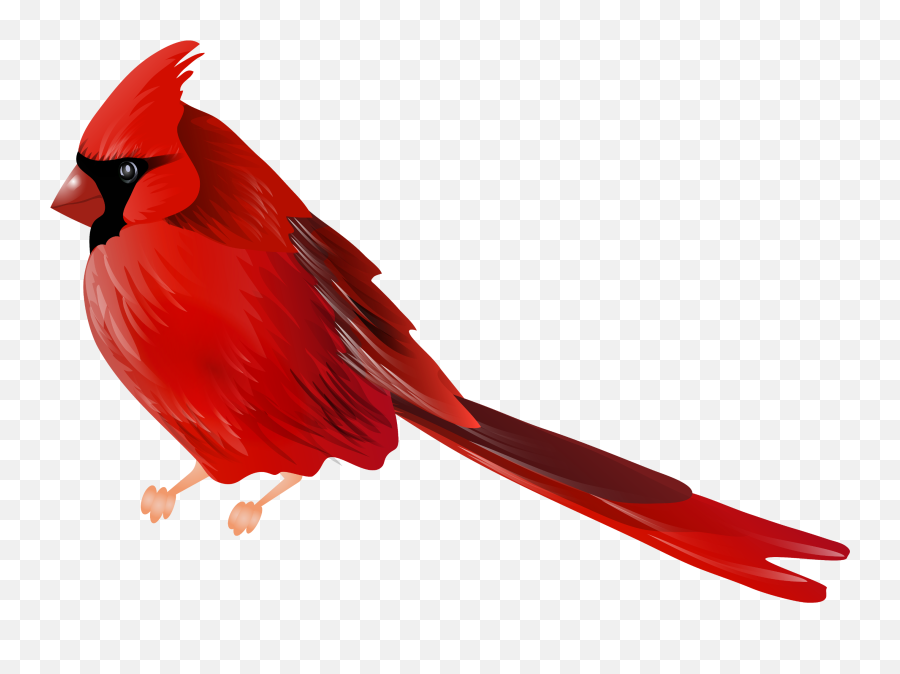 Popular And Trending - Red Bird Png Clipart Emoji,Cardinals Emoji