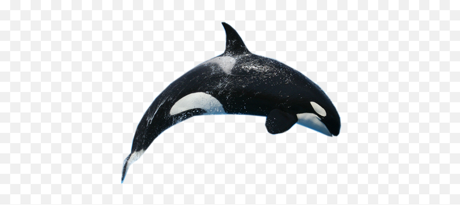 Orca Sticker By Renne - Transparent Background Whale Png Emoji,Orca Emoji