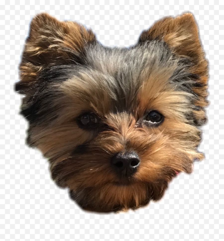 Clipart Puppy Yorkie Clipart Puppy - Puppy Face Png Emoji,Yorkie Emoji
