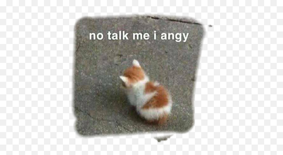Cat Angy Sadcat Meow Sticker By Dani - No Talk Me I Angy Cat Emoji,Emojis Angy