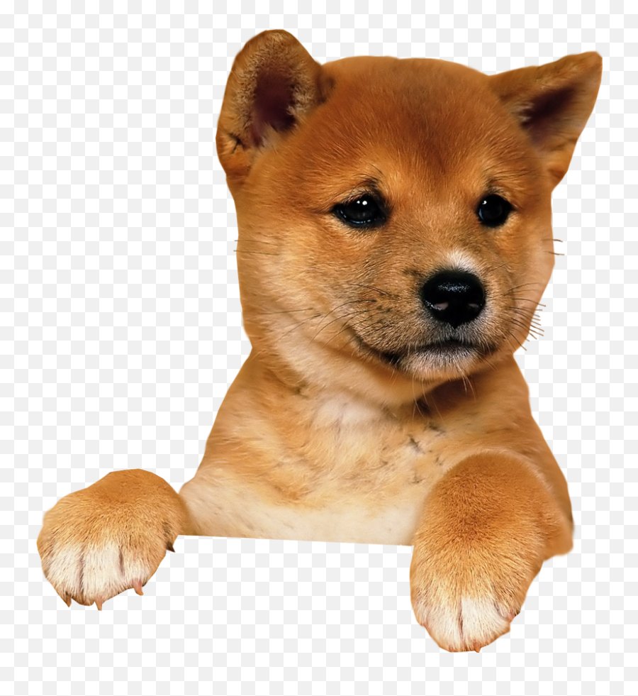 Puppy Png Image Png Mart - Puppy Transparent Dog Png Emoji,Emojis Pixel Transperent