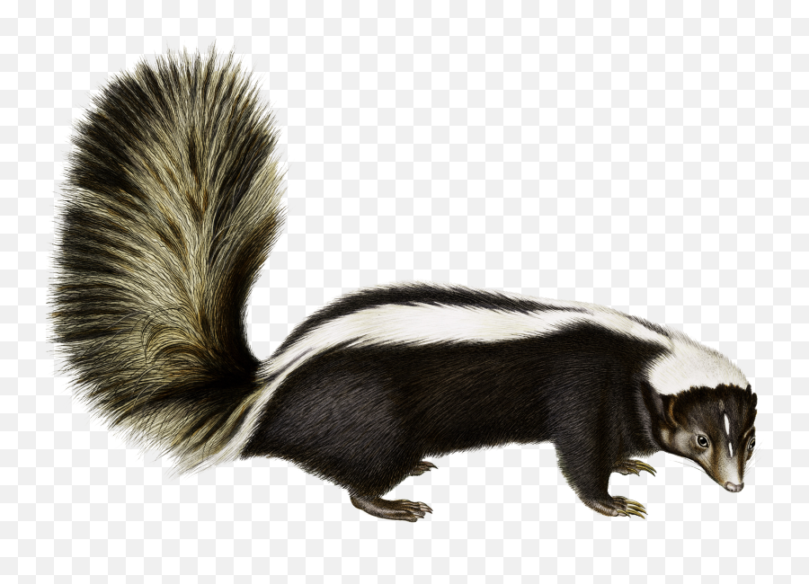 Rodent Animal Fauna Fur Wildlife - Skunk Png Emoji,Skunk Emoji