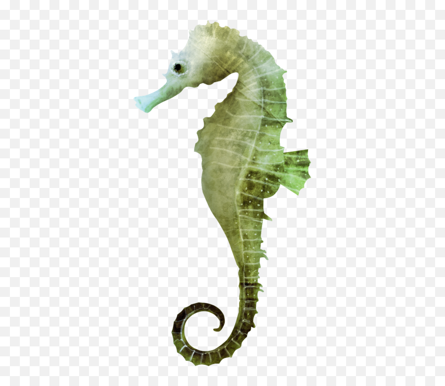 Sea Horse Without Background - 10 Free Hq Online Puzzle Seahorse Png Emoji,Emoji Horse And Plane