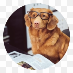 Pawz Emoji,Hungarian Dogs That Look Like Golden Retrievers But Are In Tune To Emotions