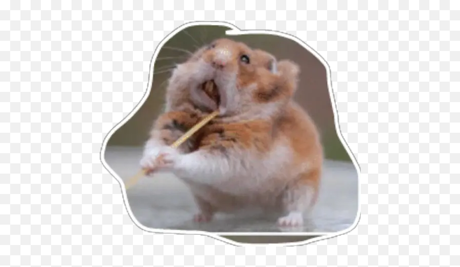 Hamster Stickers For Whatsapp Emoji,Heart Emoji Pfp Hamster