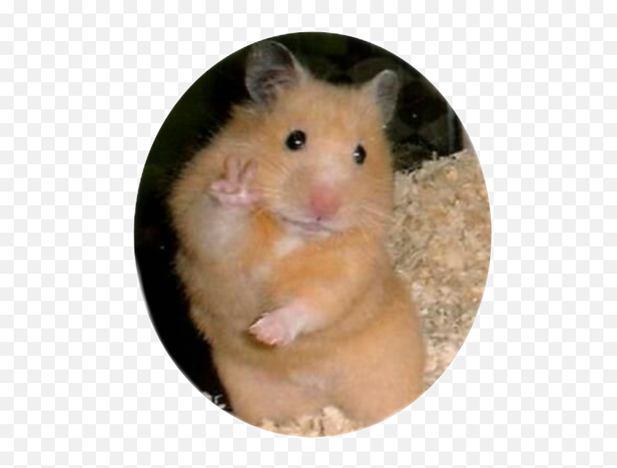 Hamster Hamsters Sticker - Sticker De Hamster Para Whatsapp Emoji,Hamster Emoji