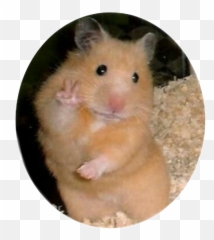 Hamster Hamsters Sticker - Sticker De Hamster Para Whatsapp Emoji,Hamster Emoji