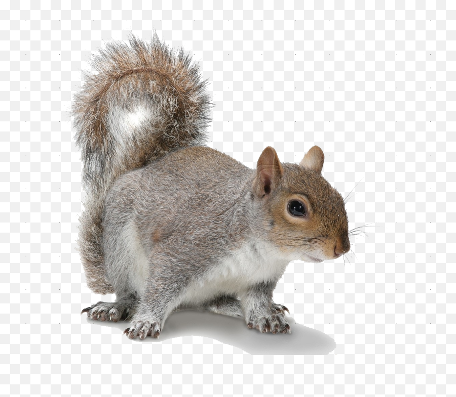 Tree Squirrel - Squirrel Png Emoji,Red Squirrel Emoji