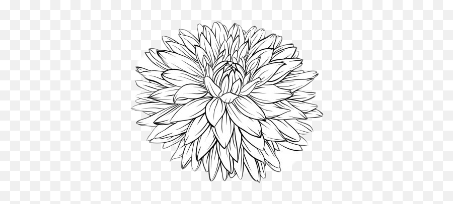 Chrysanthemum Sticker - Daisy Flower Hand Tattoo Men Emoji,Chrysanthemum Emoji