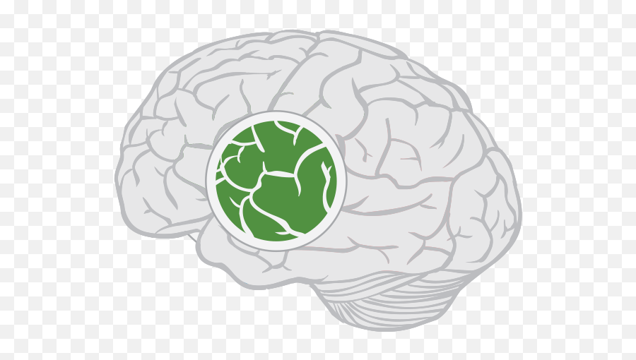 Insular Cortex - Insula Png Emoji,How Your Emotions Affect Your Body Organs