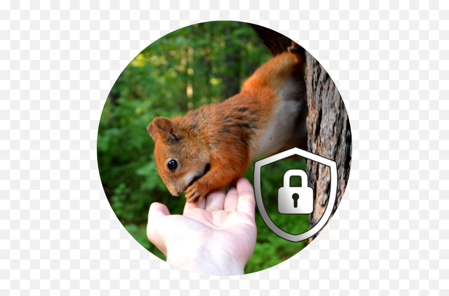 Squirrel Lock Screen Hd 10 Apk Download - Comclbell Animal Emoji,Chipmunk Emoji Android