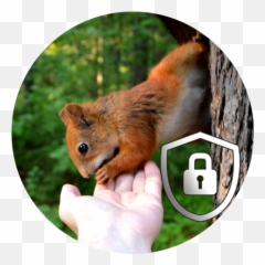 Squirrel Lock Screen Hd 10 Apk Download - Comclbell Animal Emoji,Chipmunk Emoji Android