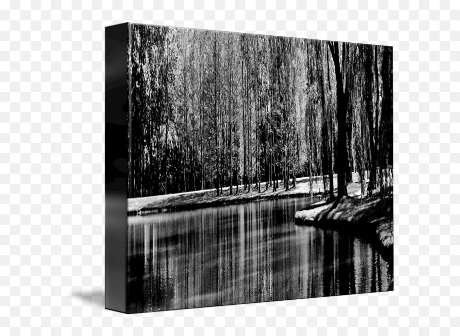 Weeping Willow Tree Reflections - Photographic Paper Emoji,Reflections Furniture Emotion Ebony