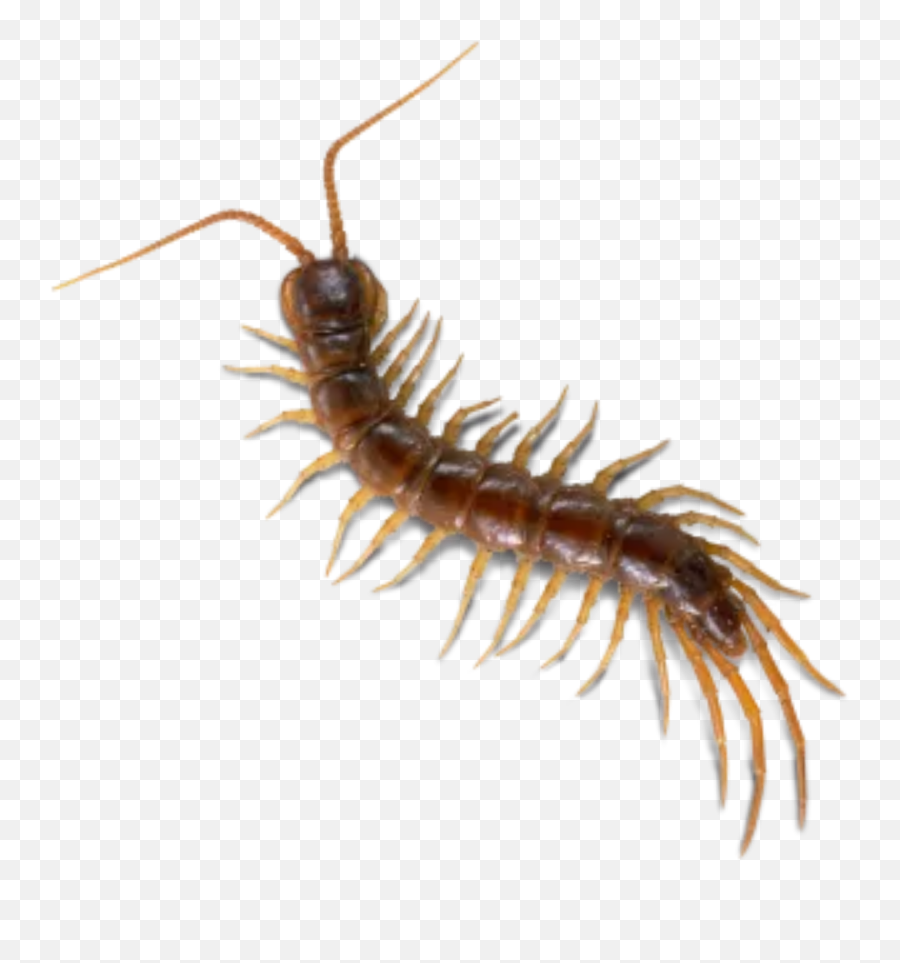 The Most Edited - Scolopendra Emoji,Centipede Emoticon