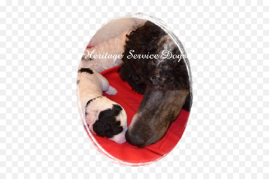 Heritage Service Dogs - Dog Bed Emoji,An Introduction To Dog Intelligence And Emotion