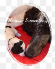 Heritage Service Dogs - Dog Bed Emoji,An Introduction To Dog Intelligence And Emotion