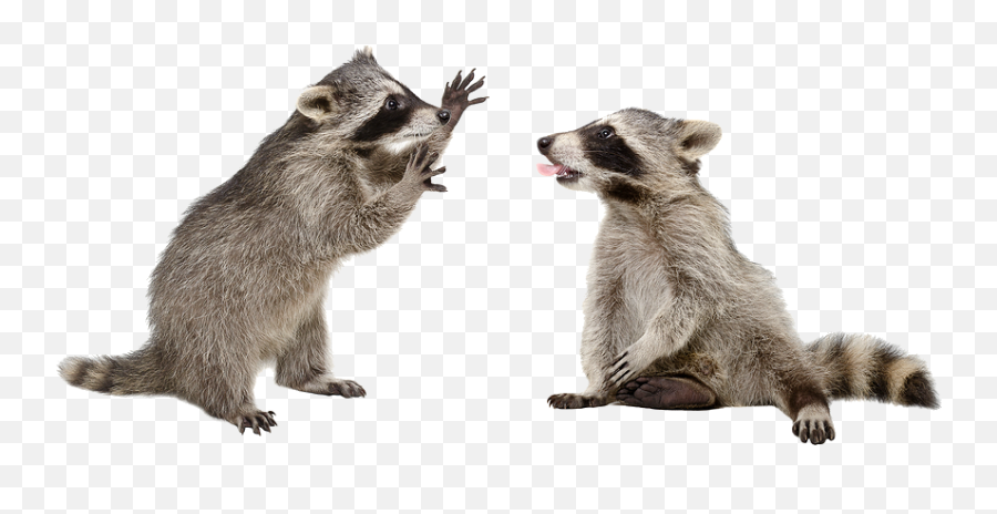 19 Raccoon Png Image Collection For Free Download - Raccoon Transparent Emoji,Raccoon Emoji Icon