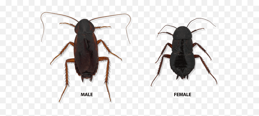 Cockroaches Emoji,Facebook Cockroach Emoticon