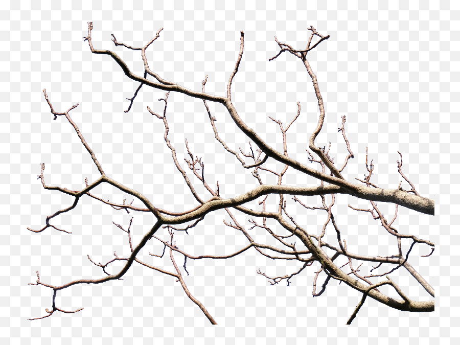 Dead Tree Branch With Transparent Background Png Isolated Emoji,Tree Fire Emoji