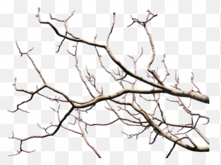 Dead Tree Branch With Transparent Background Png Isolated Emoji,Tree Fire Emoji
