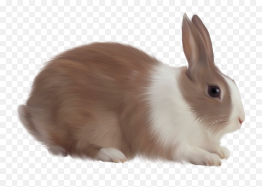 Brown Rabbit Free Clipart Rabbit Pictures Cute Animals Emoji,Emoji Rabbit Clothing