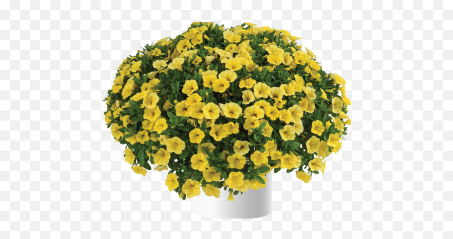 Yellow Canary - Calibrachoa Hybrida Colibr Yellow Canary Emoji,Salvia Sallyfun Blue Emotion