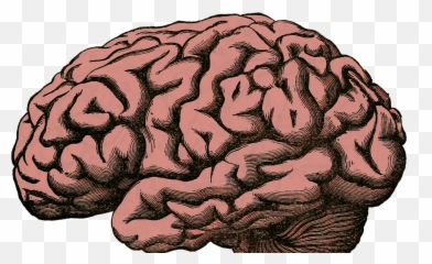 Emotional Quotient In Education - Brain Donation Emoji,Emotion Quotient