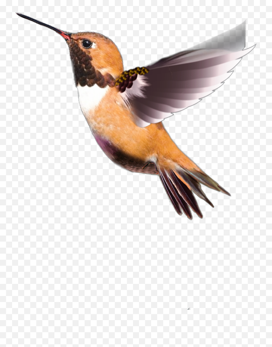 Discover Trending - Rufous Hummingbird Emoji,Hummingbird Emoji