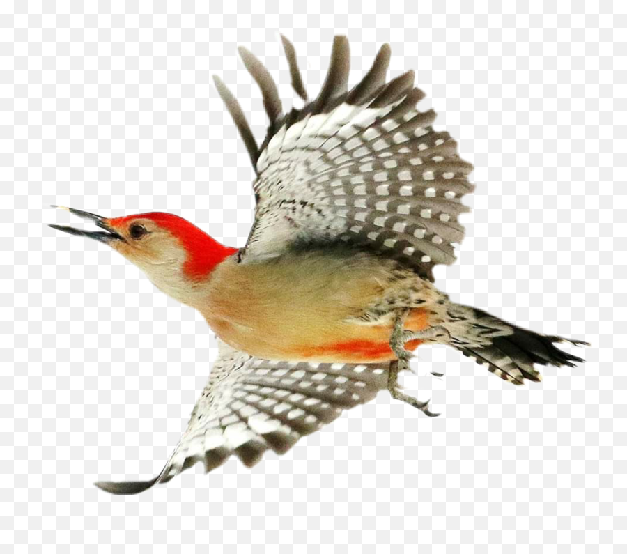 Woodpecker Sticker - Woodpecker Emoji,Woodpecker Emoji