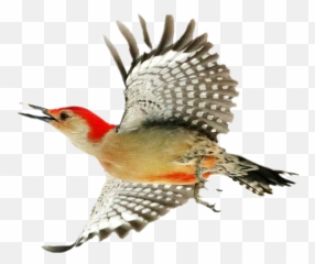 Woodpecker Sticker - Woodpecker Emoji,Woodpecker Emoji