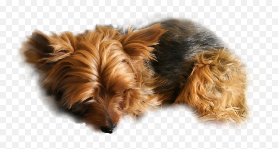Yorkie Yorkshire Terrier Animal Pet - Vulnerable Native Breeds Emoji,Yorkie Emoji