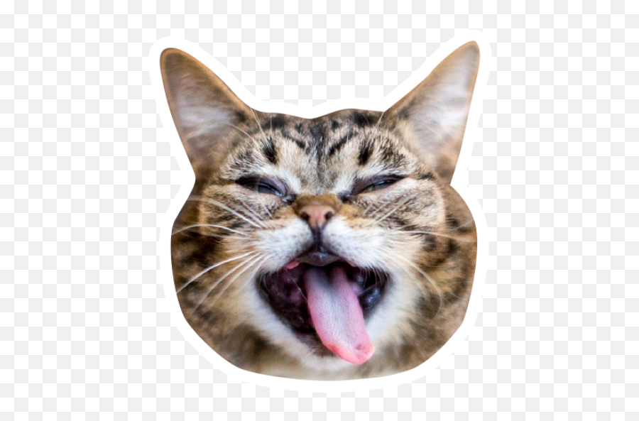 Sticker Maker - Grumpy Cat Y Lil Bub Domestic Cat Emoji,Grey Tabby Emojis