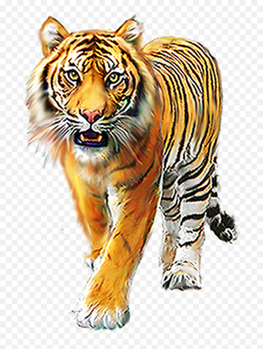Cartoon Tiger Background Images For Editing Picsart - Tiger Png Emoji,Facebook Sabertooth Tiger Emojis