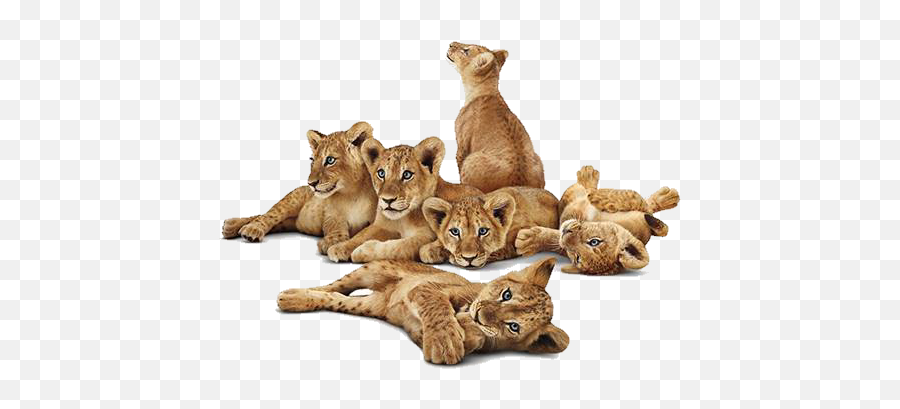Lion Unicorn Logo - Lioness Cubs Png Emoji,Lioness Emoticon