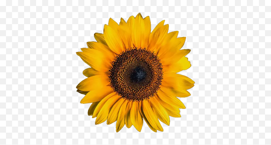 Convert Webp To Png - Online Png Maker Flower Image With Black Background Emoji,Sun Flower Emojis