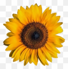 Convert Webp To Png - Online Png Maker Flower Image With Black Background Emoji,Sun Flower Emojis