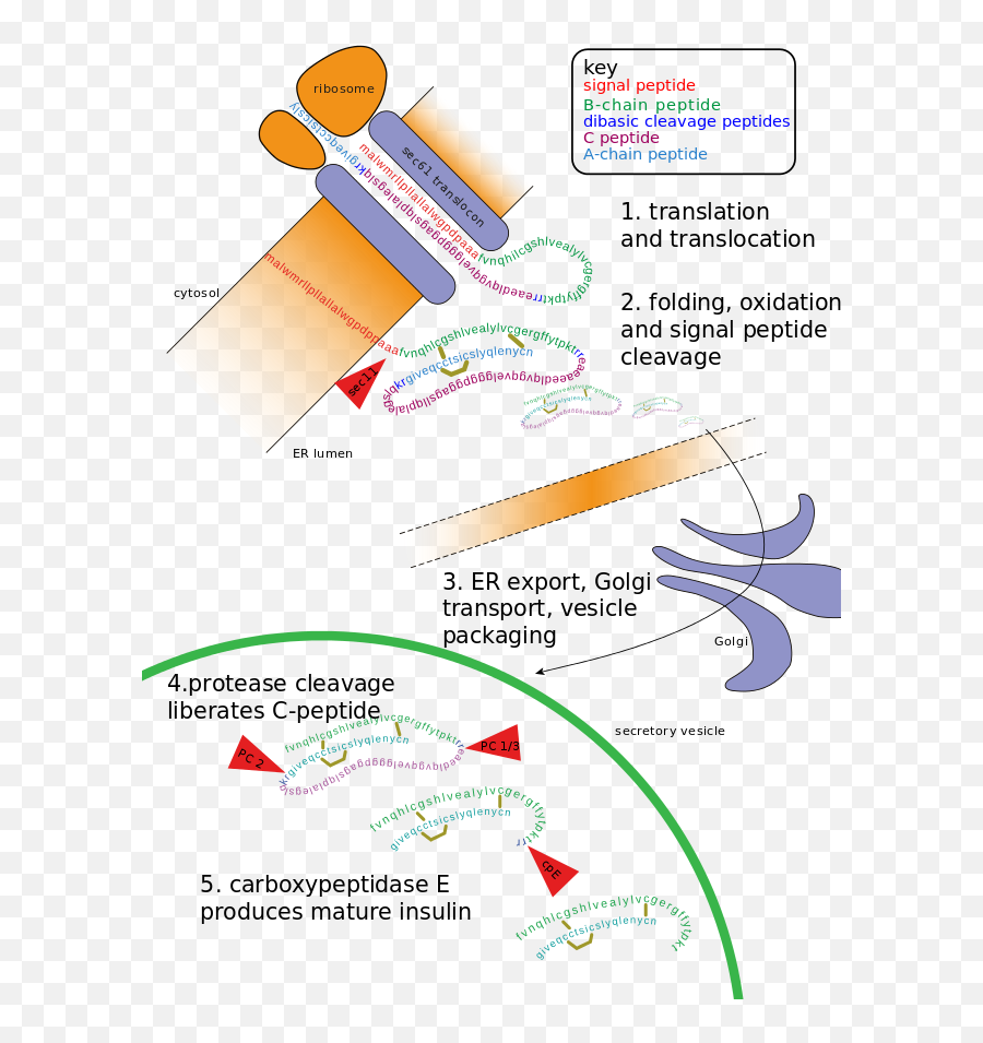 Volume One Metabolic Genomics U0026 Pharmaceutics Leaders In - Preproinsulin Proinsulin Insulin Emoji,Work Emotion Cr Kai Center Caps