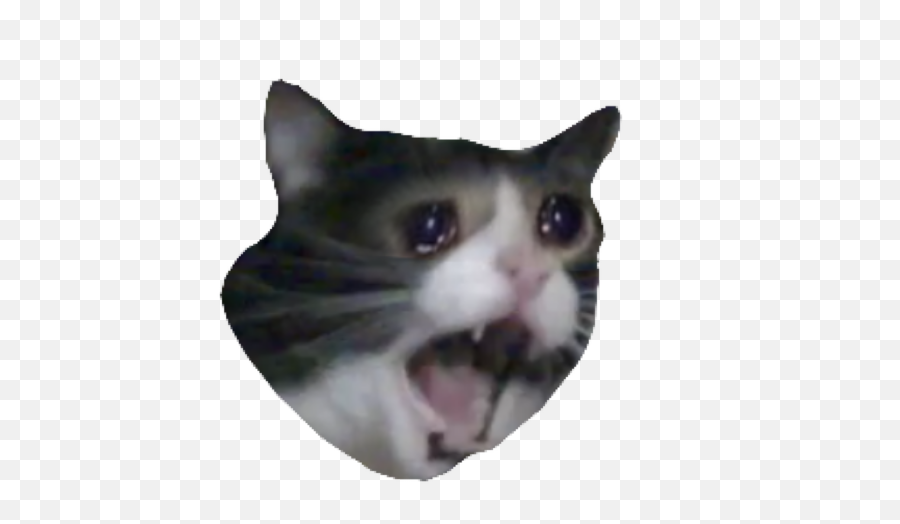 Cat Sadcat Cryingcat Scream Sticker - Domestic Cat Emoji,Screaming Cat Emoji
