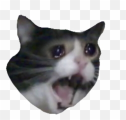 Cat Sadcat Cryingcat Scream Sticker - Domestic Cat Emoji,Screaming Cat Emoji