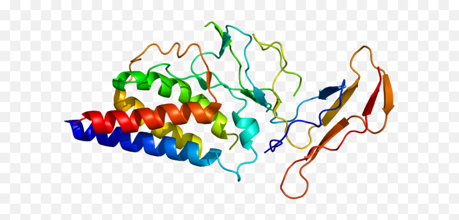 T Cells And Cellular Immunity - Interleukin 2 Receptor Subunit Alpha Emoji,The __________ Cortex Decides How And When To Express Emotions Generated By The Limbic System.