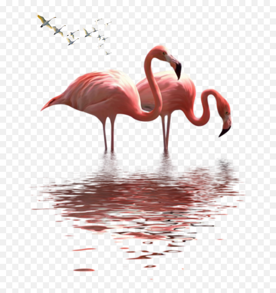 Flamingo Flamingos Sticker - Paano Mo Malalaman Na Crush Ka Din Ng Crush Mo Emoji,Flamingo Emoji Copy