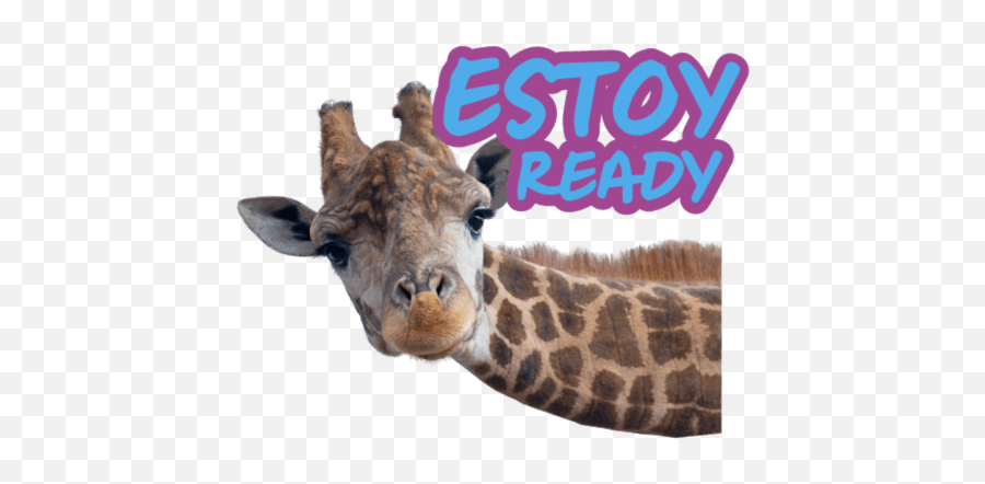 3000 Becas Tecnologías - Safari Animals No Background Emoji,Giraffe Emoji Whatsapp